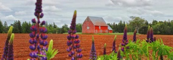 No#064 Lupins and Barn in Background